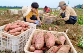 壮美峰林引客来